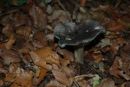 Hygrophorus atramentosus, palčkova polževka