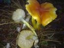 Hygrophorus hypothejus, pozna polževka
