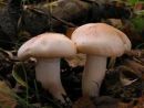 Hygrophorus poetarum, pesniška polževka