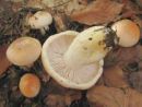 Hygrophorus pudorinus, hojeva polževka