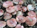 Hygrophorus russula, zajetna polževka