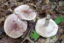Hygrophorus russula, zajetna polževka