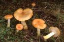 Hygrophorus speciosus, lepa polževka