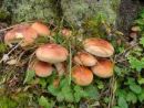 Hypholoma lateritium, opečna žveplenjača