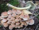 Hypholoma lateritium, opečna žveplenjača