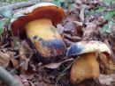 Imperator luteocupreus, rumenobakrenasti velegoban