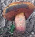 Imperator luteocupreus, rumenobakrenasti velegoban