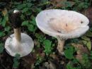 Infundibulicybe geotropa, pozna lijevka
