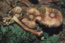 Inocybe asterospora, zvezdastotrosna razcepljenka