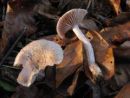 Inocybe griseolilacina, sivolilasta razcepljenka