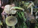 Inocybe ovatocystis, (ovalnocistidna razcepljenka)