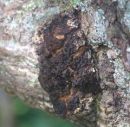 Inonotus obliquus, brezin luknjač