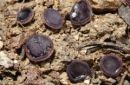 Ionopezia gerardii, vretenastotrosna purpurnica
