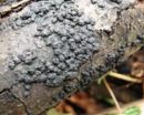 Jackrogersella multiformis, krastasti bulovec