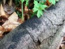Jackrogersella multiformis, krastasti bulovec
