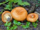 Lactarius bresadolanus, Bresadolova mlečnica
