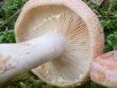 Lactarius chrysorrheus, zlatosočna mlečnica