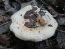 Lactarius evosmus, vonjava mlečnica