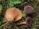 Lactarius hepaticus, jetrasta mlečnica