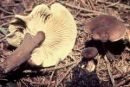 Lactarius lignyotus, črnikasta mlečnica