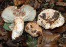 Lactarius pallidus, medla mlečnica