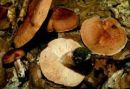Lactarius tithymalinus, nagrbančena mlečnica