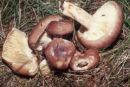 Lactarius trivialis, nordijska mlečnica