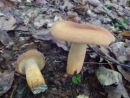 Lactifluus volemus, sočni mlečnik