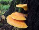 Laetiporus sulphureus, žvepleni lepoluknjičar