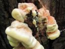 Laetiporus sulphureus, žvepleni lepoluknjičar