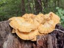 Laetiporus sulphureus, žvepleni lepoluknjičar