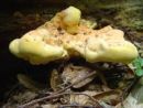 Laetiporus sulphureus, žvepleni lepoluknjičar
