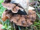 Laxitextum bicolor, dvobarvni pasovec