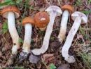 Leccinum albostipitatum, (belobetni turek)