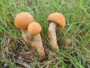 Leccinum aurantiacum, trepetlikov turek
