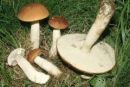 Leccinum aurantiacum, trepetlikov turek