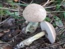 Leccinum duriusculum, trdikasti ded