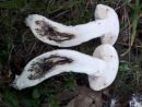 Leccinum duriusculum, trdikasti ded