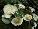 Lentinus tigrinus, tigrasta strnjenka