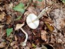 Lepiota clypeolaria, obuti dežniček