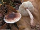 Lepiota echinella, ježasti dežniček