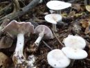Lepista glaucocana, bledovijoličasta kolesnica