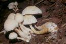 Leucoagaricus americanus, rumeneči kukmakovec
