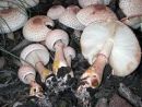 Leucoagaricus americanus, rumeneči kukmakovec