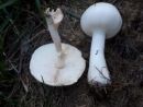 Leucoagaricus leucothites, rožnolistni kukmakovec