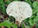 Loweomyces fractipes, pahljačasta spužvovka