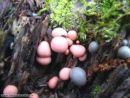 Lycogala epidendrum, razbarvana grahovka