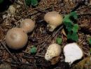 Lycoperdon umbrinum, iglična prašnica