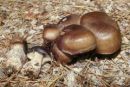 Lyophyllum transforme, podvihani zajček