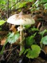 Macrolepiota excoriata, poljski dežnik
